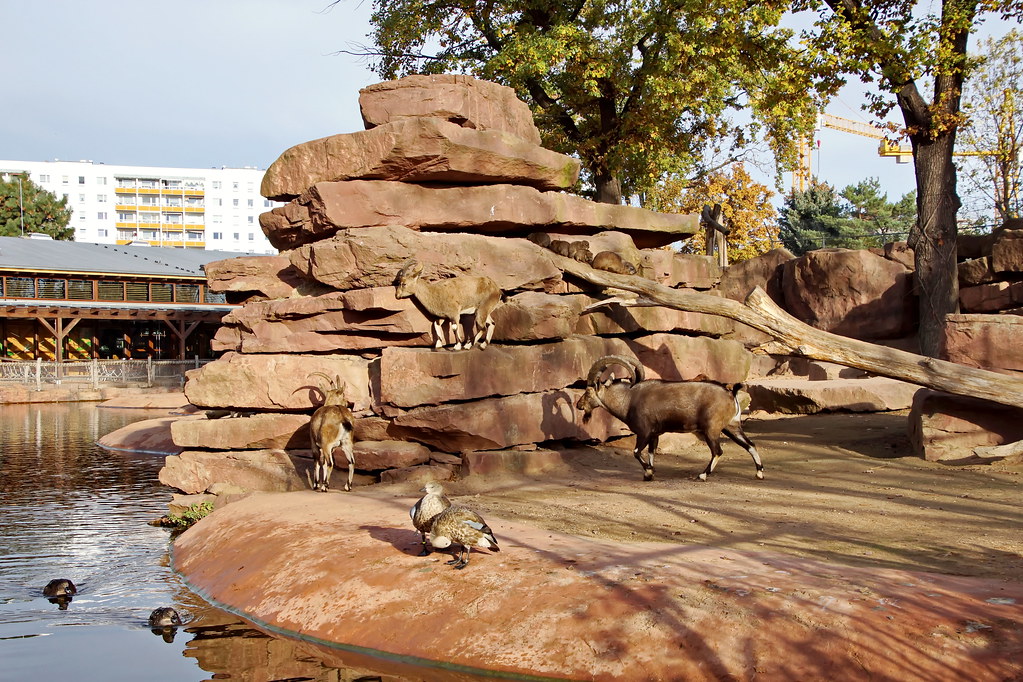 Zoo - Magdeburg