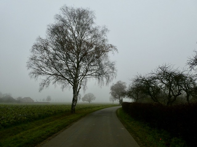 Mist and trees