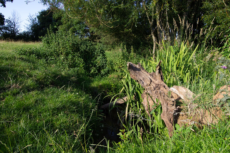 tree stump and stream - High Banks, Cullompton, Devon - July 2020