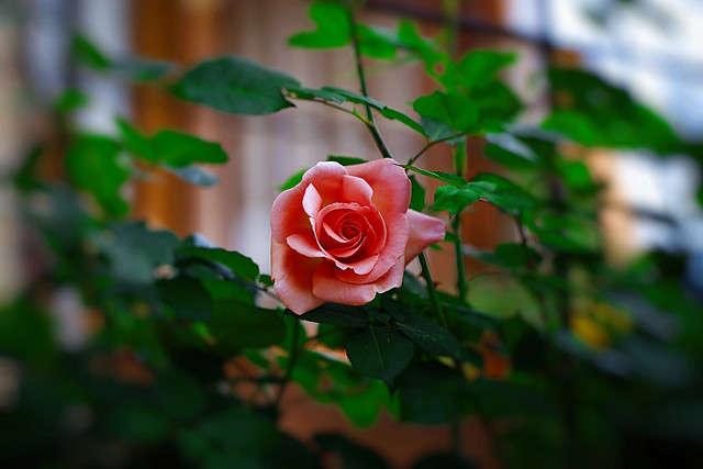Rosa-Rose