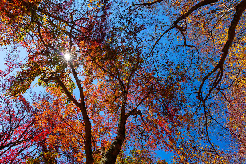 Autumn Sky in Japan