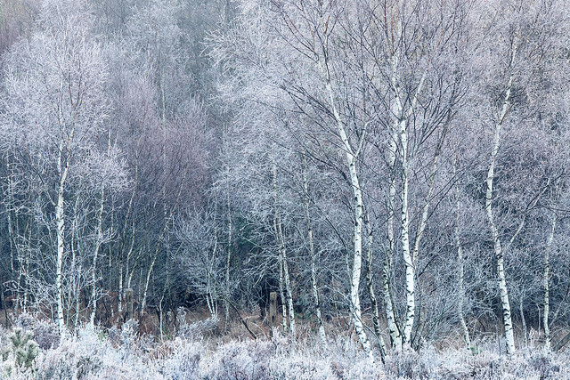 Frosted Birch II