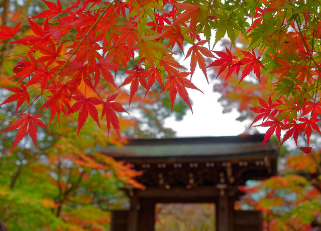 A Gate of a Temple in Fall