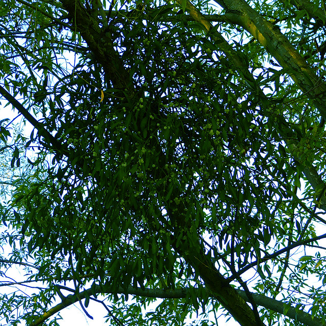 Mistletoe Above, Mistletoe Below