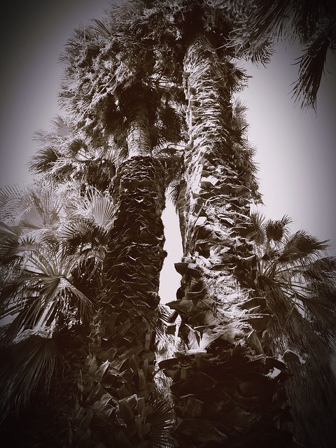 Giant Palms - Coachella Valley Preserve