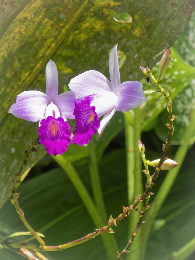 Le flirt des orchidées sauvages... 50660982167_bba21ca35e_b