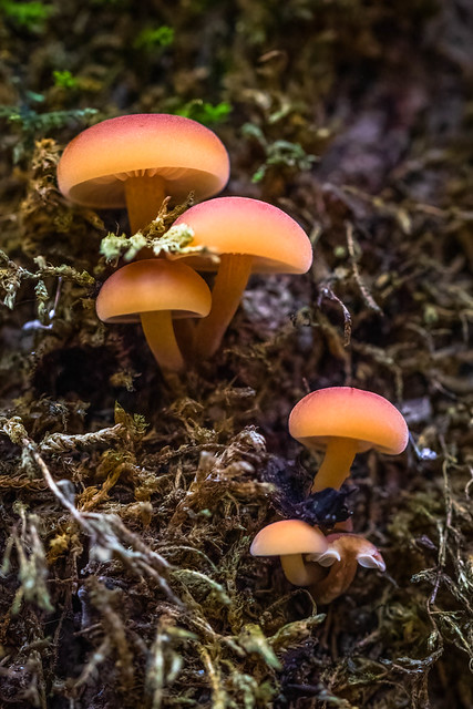 Petits champignons - Small mushrooms