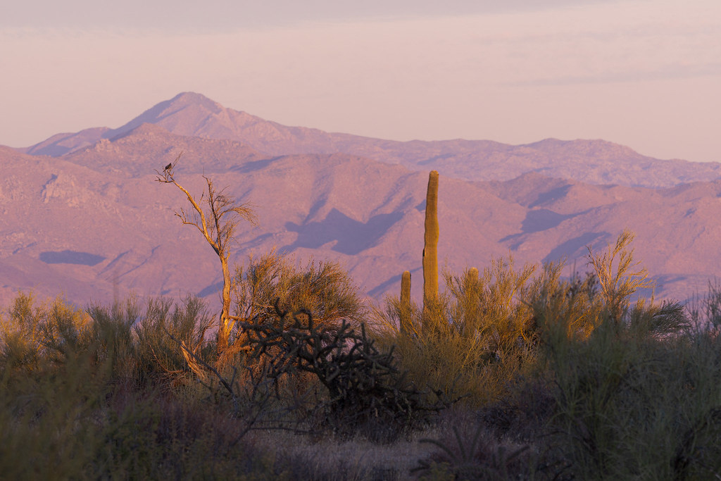 An environmental portrait of a phainopepla perched in a tree at sunset on the 118th Street Trail in McDowell Sonoran Preserve in Scottsdale, Arizona on November 26, 2020. Original: _RAC8869.arw