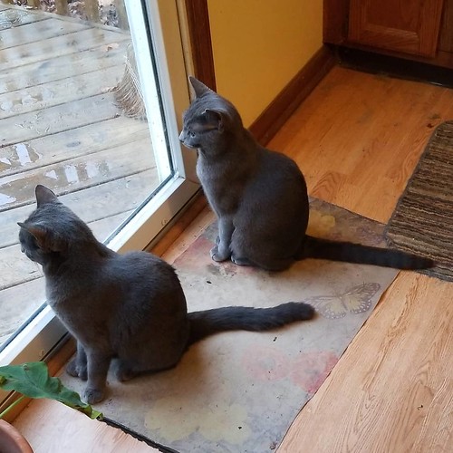 TWO gray cats, ah ah ah ahhhh.... #WhichIsWhich #catsofinstagram #graycat