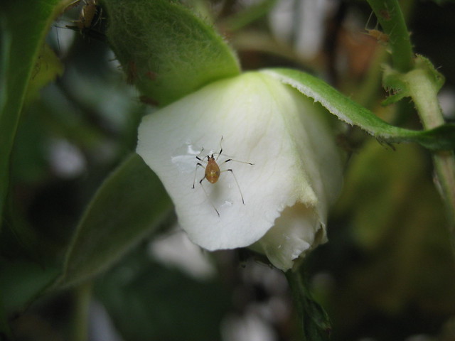 An Amber Coloured Aphid