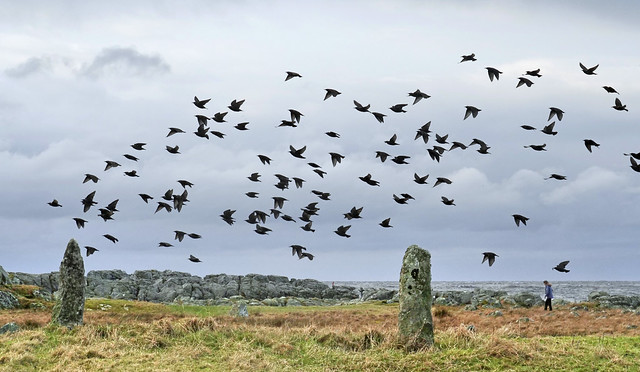 Landscape with Starlings