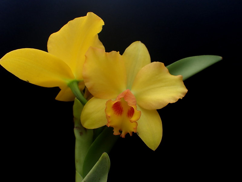 rhyncattleanthe - Les Orchidées chez Cloo en 2020 - Page 27 50661868531_b028f86c23_c
