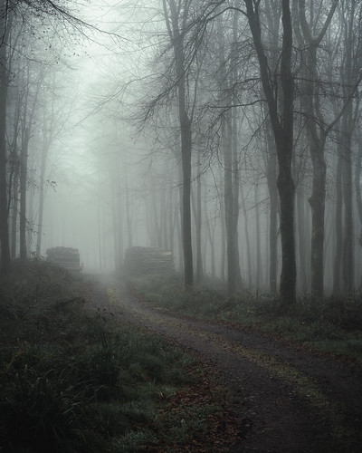 woodland trees moody mist forest sony landscape landscapehunter tamron sonya7rii uk solitude