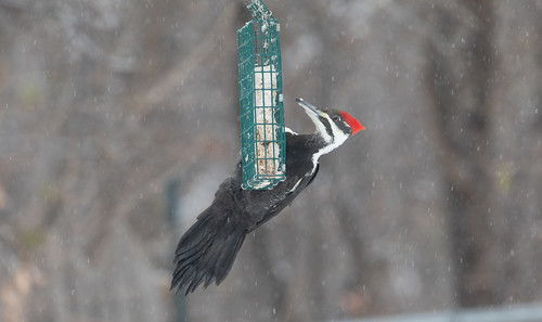 Pileated Woodpecker