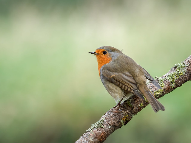 European robin - An unexpected visitor