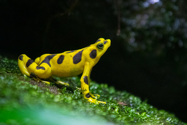 Panamanian Golden Frog-2