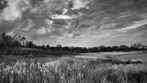 clouds nature sky trees grass cattail landscape monochrome blackwhite blackandwhite leica clux