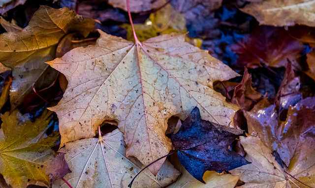 Soggy Leaf Pile