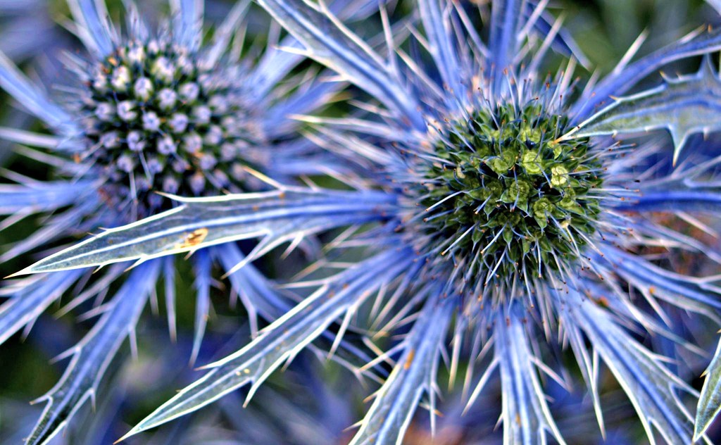 Spiky flowers