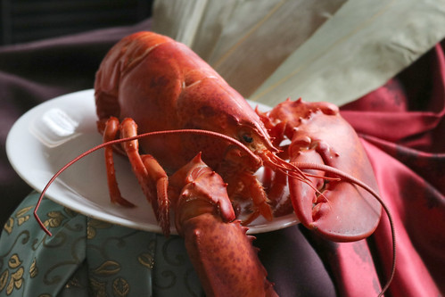 Lobster Still Life Reference #12
