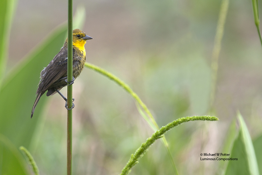 Yellow-hooded Blackbird female