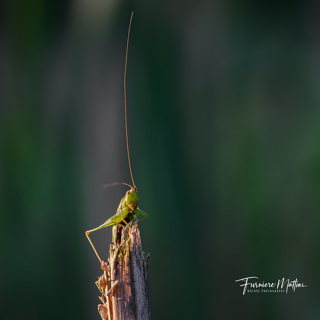 Stretching Grashopper by sunset