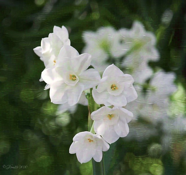 Paper White Narcissus