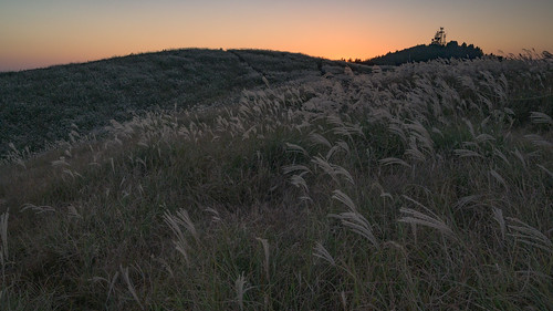 海草郡 和歌山県 japan 生石高原 高原 field 夕景 sunset ススキ