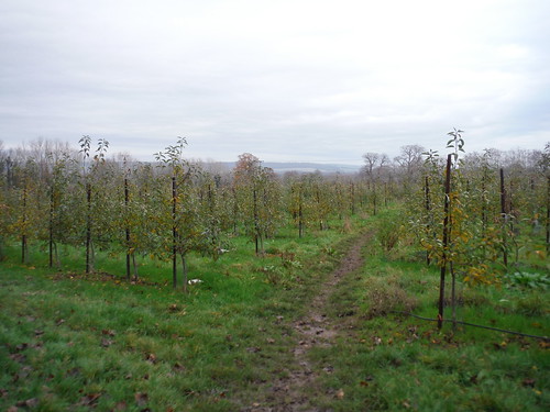 Orchard, Walnut Tree Farm SWC Walk 152 - Pluckley to Ashford (Greensand Way Stage 10)