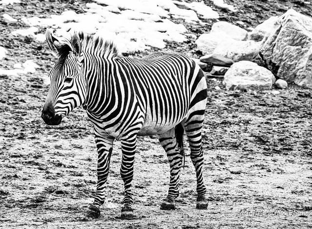 Zebra IMG_5732