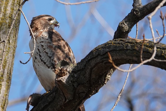 Red-tailed Hawk, Toronto waterfront.