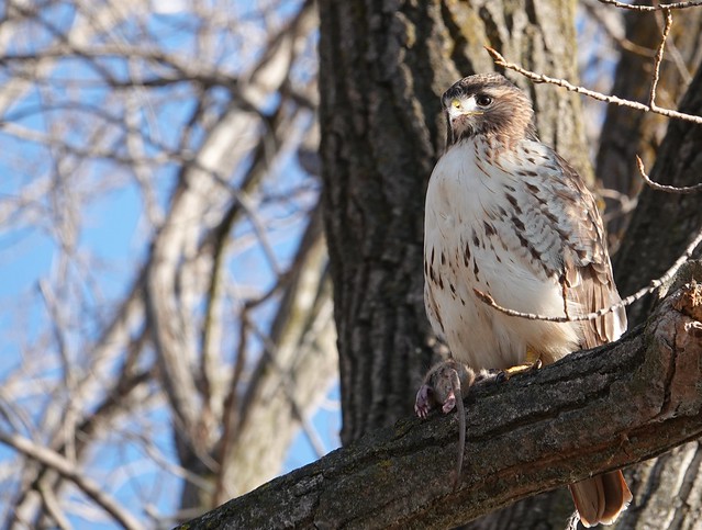 Red-tailed Hawk, Toronto waterfront.