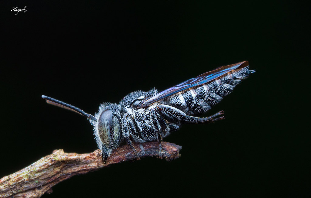 Coelioxys sp leaf-cutter bee