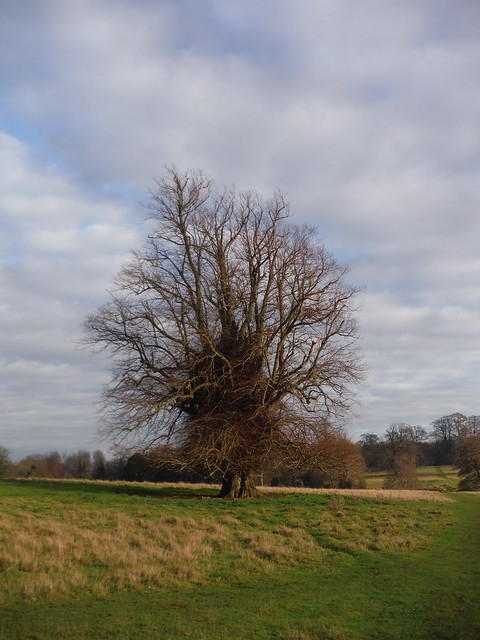 Mistletoed Tree near Hothfield Manor SWC Walk 152 - Pluckley to Ashford (Greensand Way Stage 10)