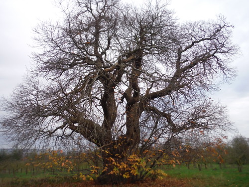 Magnificent Tree in Orchard, Walnut Tree Farm SWC Walk 152 - Pluckley to Ashford (Greensand Way Stage 10)