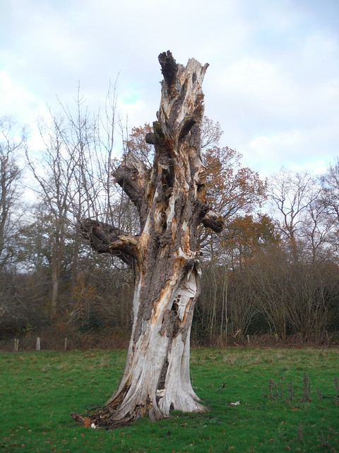 Tree Stump in Godinton Park SWC Walk 152 - Pluckley to Ashford (Greensand Way Stage 10)