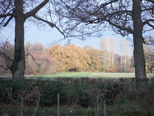 Autumnal Tree near Godinton Park SWC Walk 152 - Pluckley to Ashford (Greensand Way Stage 10)