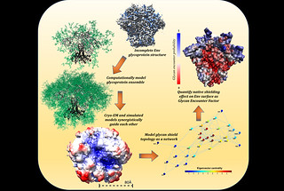 Cryo-electron microscopy experiments and extensive computational modeling synergistically guide detailed mapping of the HIV viral glycan shield.