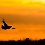 Red Grouse Sunset