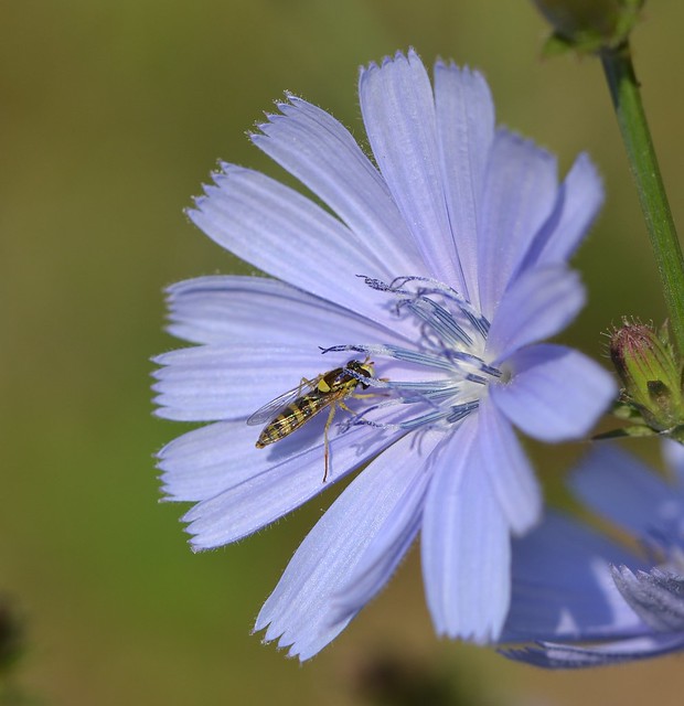 Hoverfly on Chicory - Schwebfliege an Wegwarte