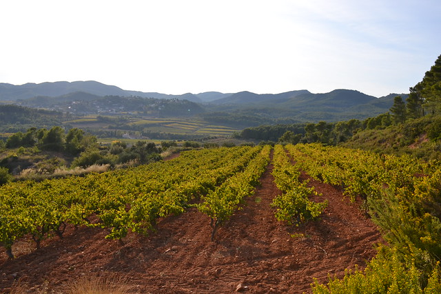 Viñas de Torrelles de Foix (Barcelona)