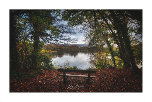 decoycountrypark nikon newtonabbot autumn trees lake bench leaves colours nature outdoors outside reflection rtaphotography d750 bracketed lightroom