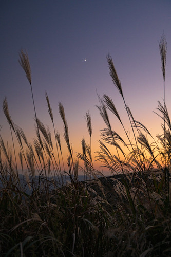 sunset field japan 夕景 和歌山県 ススキ 高原 生石高原 海草郡
