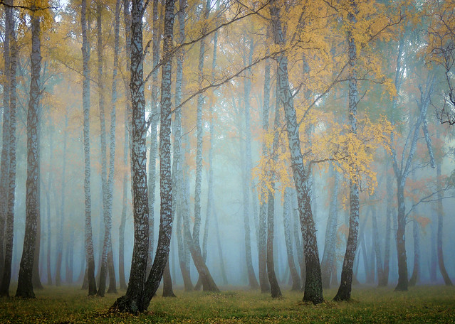 Autumn fog in a birch grove