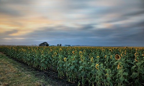 sunflower sunflowers allora canon eos eos5dmkiv sunrise clouds