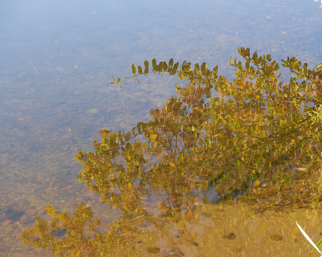 Reflection... Autumn at the Krickenbeck lake... (1)