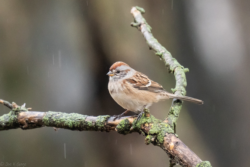 American Tree Sparrow Taking a Shower