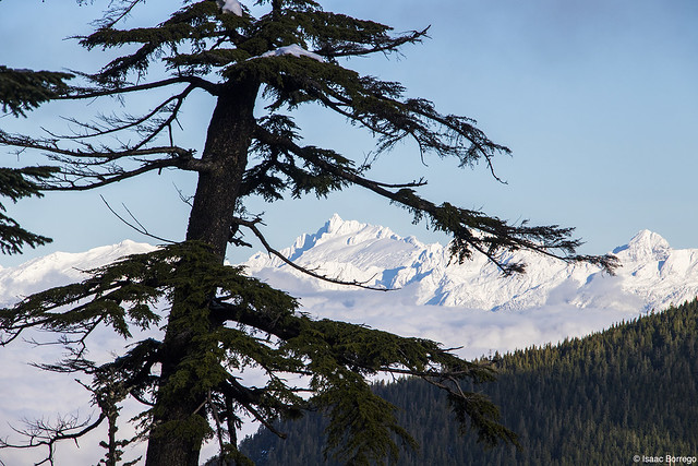 Frozen Peak through the Branches