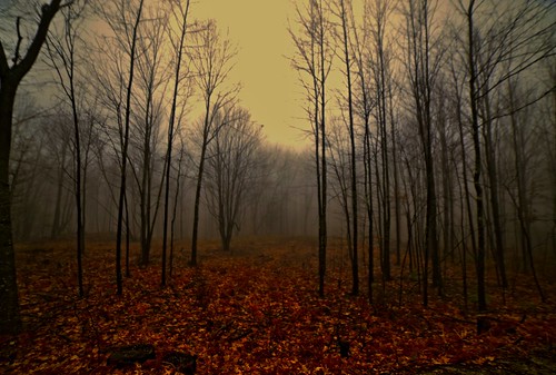 foggyweather fog trees treesinthefog baretrees nature naturephoto naturephotography landscape landscapephoto landscapephotography december maine