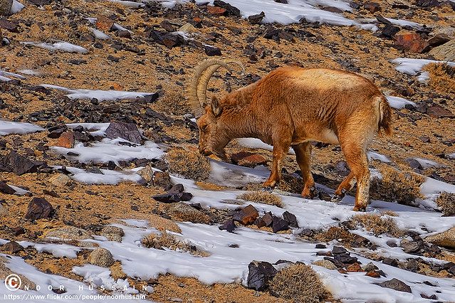 Himalayan ibex